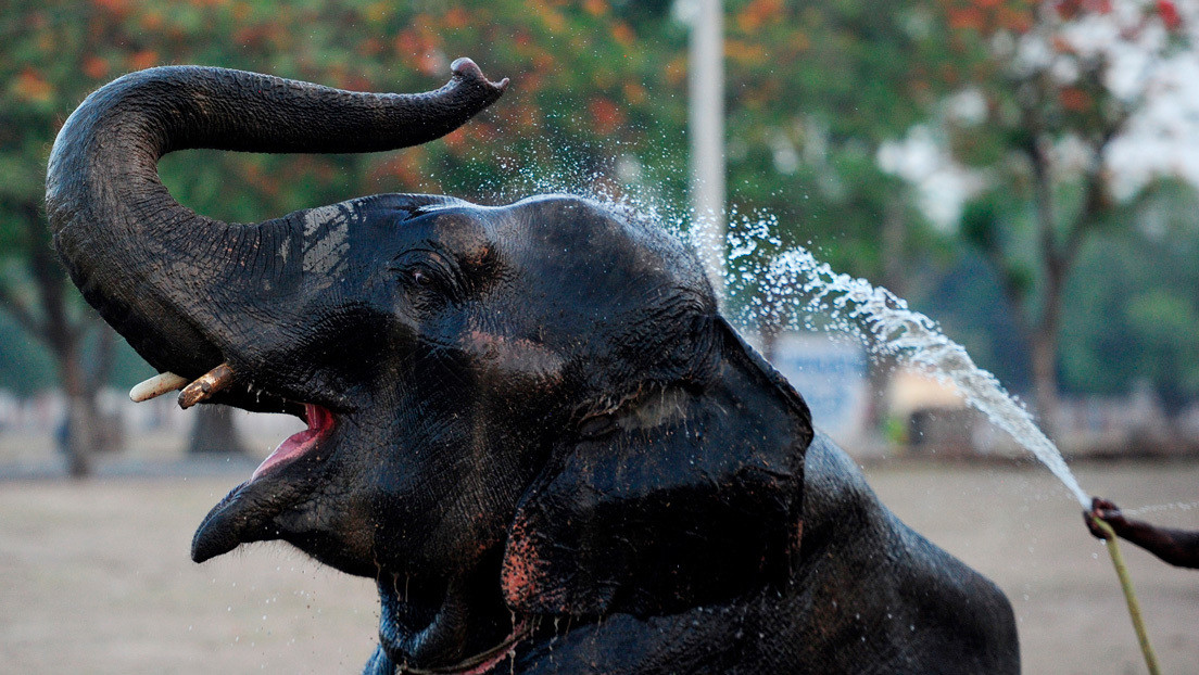 El ASOMBROSO rescate de un elefante que cayó de espaldas en una zanja en la India (VIDEO)