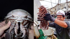 ¡WTF! Encontraron una nueva especie de cucaracha marina parecida a Darth Vader (Fotos)
