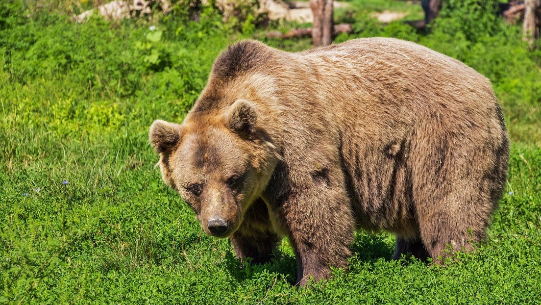 Anciana japonesa de 82 años detuvo a golpes el ataque de un oso