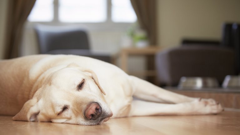 Los alimentos más peligrosos para la salud de los perros, según expertos