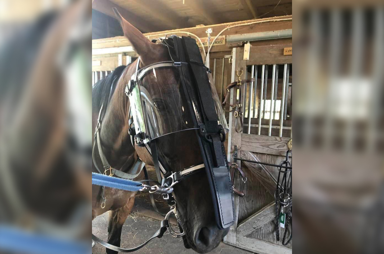 ¡Impresionante! Los caballos de la policía de Saratoga Springs recibieron protectores faciales en medio de protestas