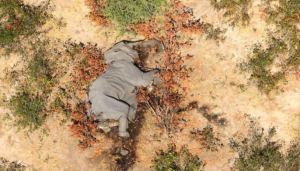 Las misteriosas muertes de elefantes en Zimbabue suben a 34