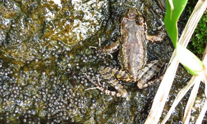 Descubren una especie de sapo que es fiel… a sus dos “esposas”