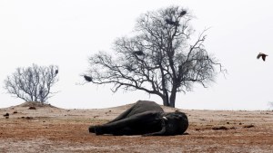 Encuentran once elefantes muertos presuntamente por ántrax en una reserva de Zimbabue