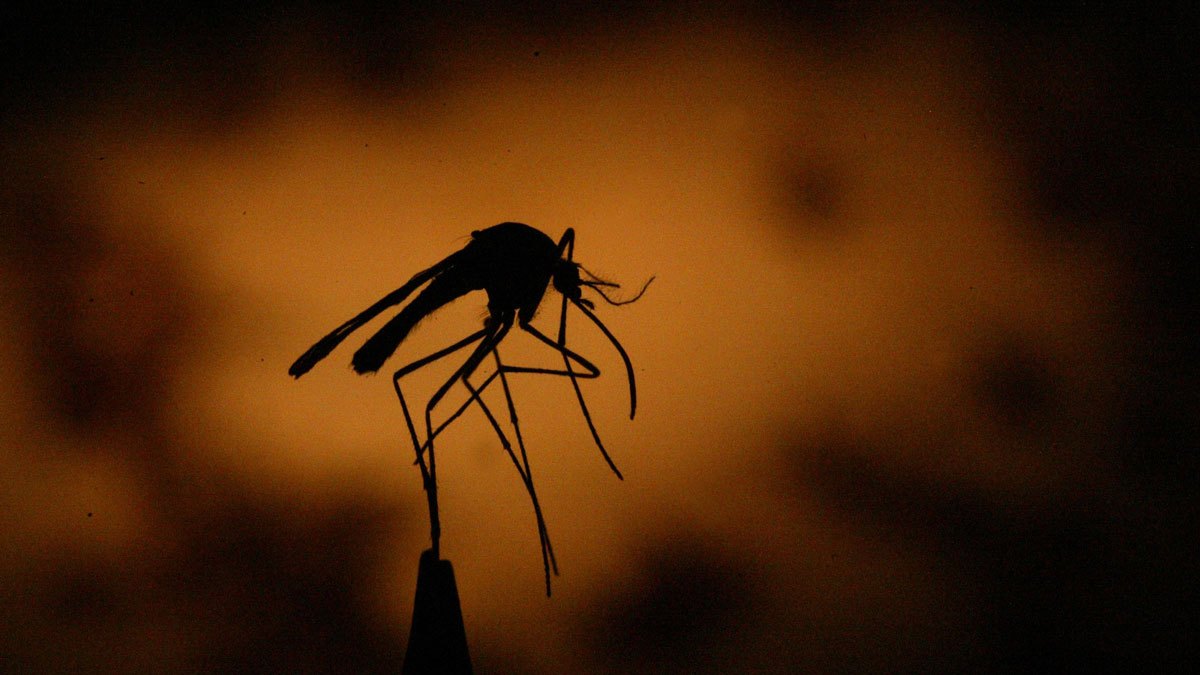 Este es el olor que provoca que los mosquitos piquen más a determinadas personas