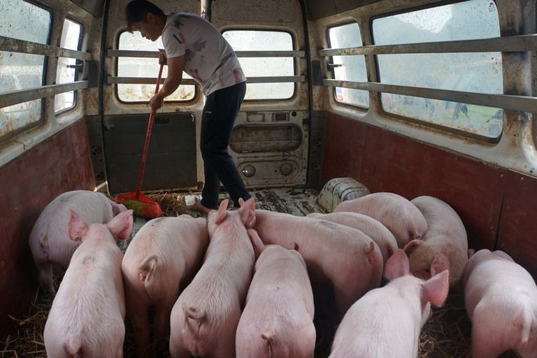 China podría quedarse sin reservas de carne de cerdo dentro dos o tres meses