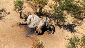 ¿Aclarado el misterio? Descubren al “culpable” de la muerte de cientos de elefantes en Botsuana