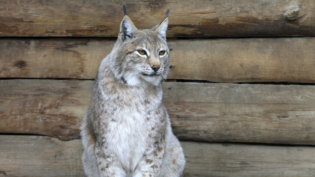 ¡Awww! Un lince “adoptando” a un gatito como si fuera su cría es lo más tierno que verás (VIDEOS)