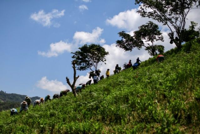 Cocaleros bolivianos anti-Evo quieren dialogar con su delfín Arce