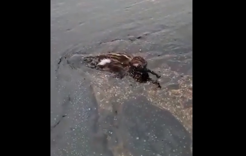 EN VIDEO: Las fuertes imágenes del desastre ecológico en Bahía de Amuay