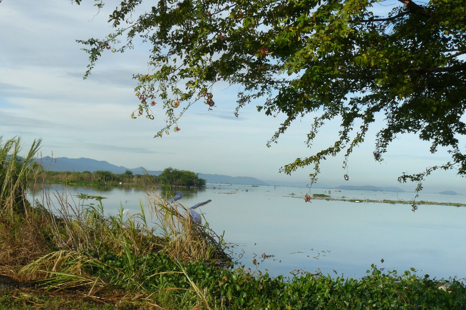 Comisión de Ambiente de la AN, realizó inspección en el lago de Valencia (Videos)