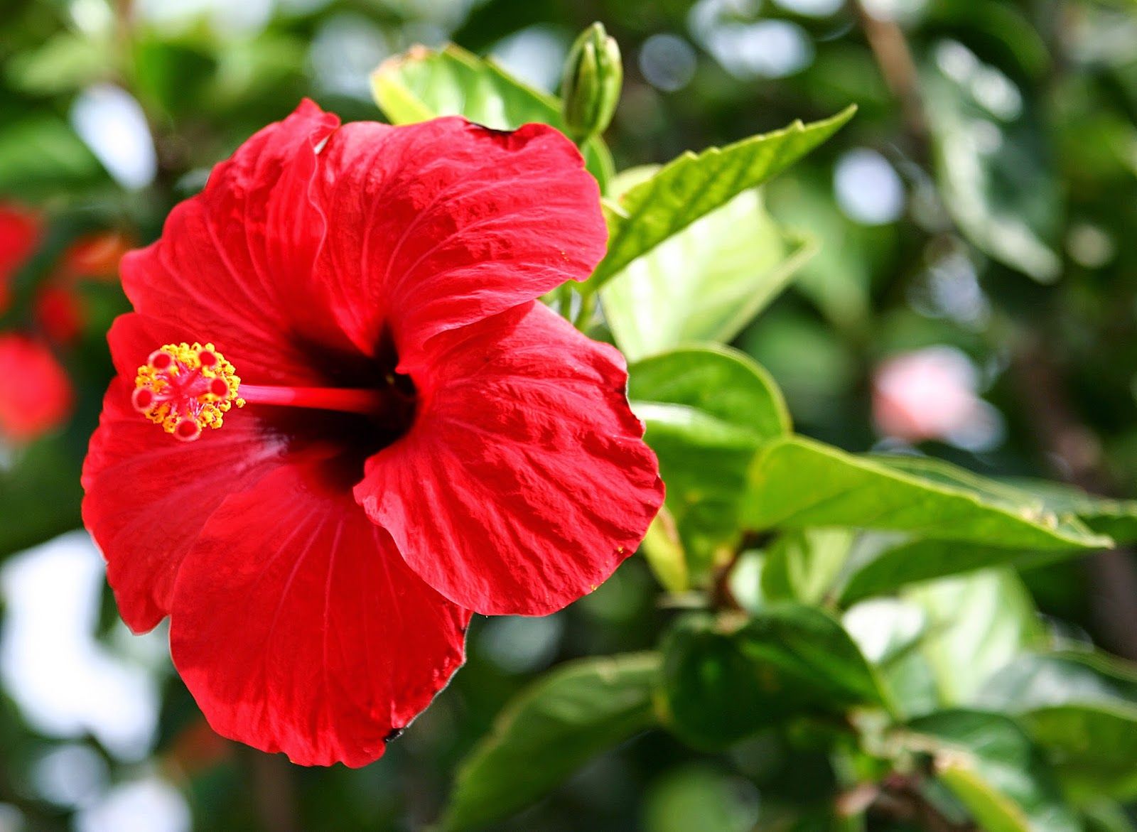 Presentaron la segunda edición del Libro Rojo de la Flora Venezolana