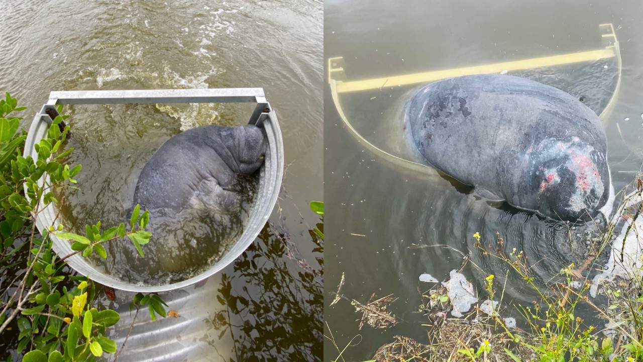 Dos manatíes atrapados fueron rescatados en la isla Merritt