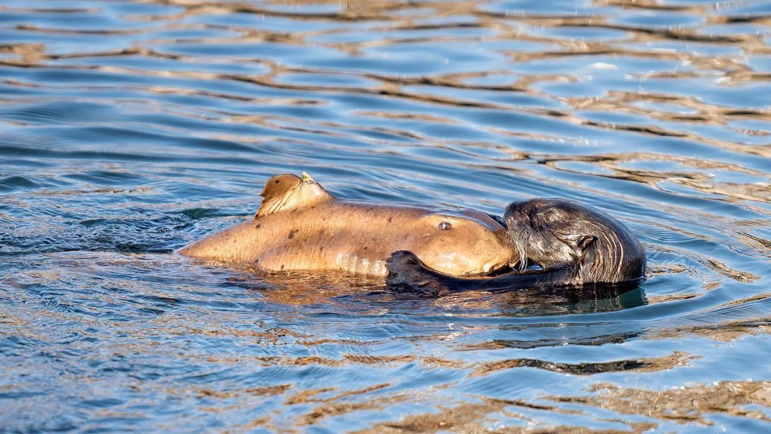 ¡No te lo pierdas! Una nutria marina atrapa un tiburón con sus garras (Fotos)