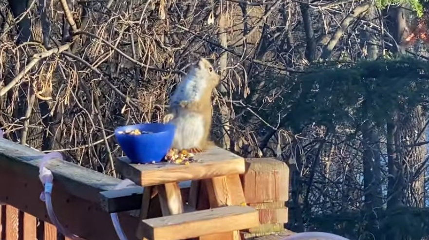 VIRAL: Una ardilla se dio un festín con unas peras fermentadas… y se emborrachó (VIDEO)