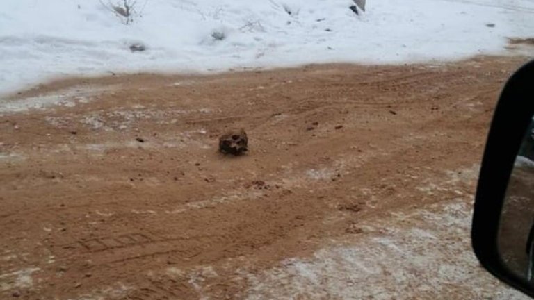 Descubrieron un “camino de huesos” de más de un siglo de antigüedad en Rusia