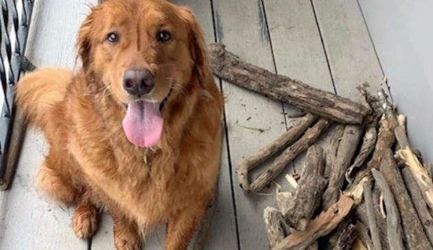 ¡Amor real! Este perrito colecciona palos aunque no debe jugar con ellos (Fotos)