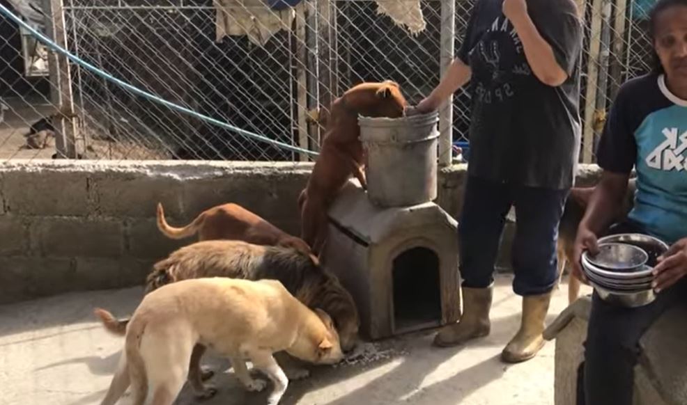 Impacto Mundo: En Venezuela el voluntariado de animales se reinventa en tiempos de crisis (Video)