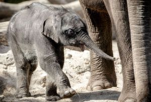 ¡Devastador! Elefantes murieron en zoológico de Nueva York a causa de una cepa “letal”
