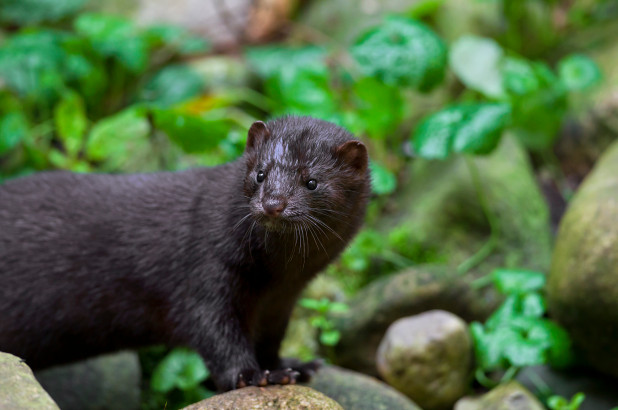 El visón en Utah es el primer animal en dar positivo por Covid-19