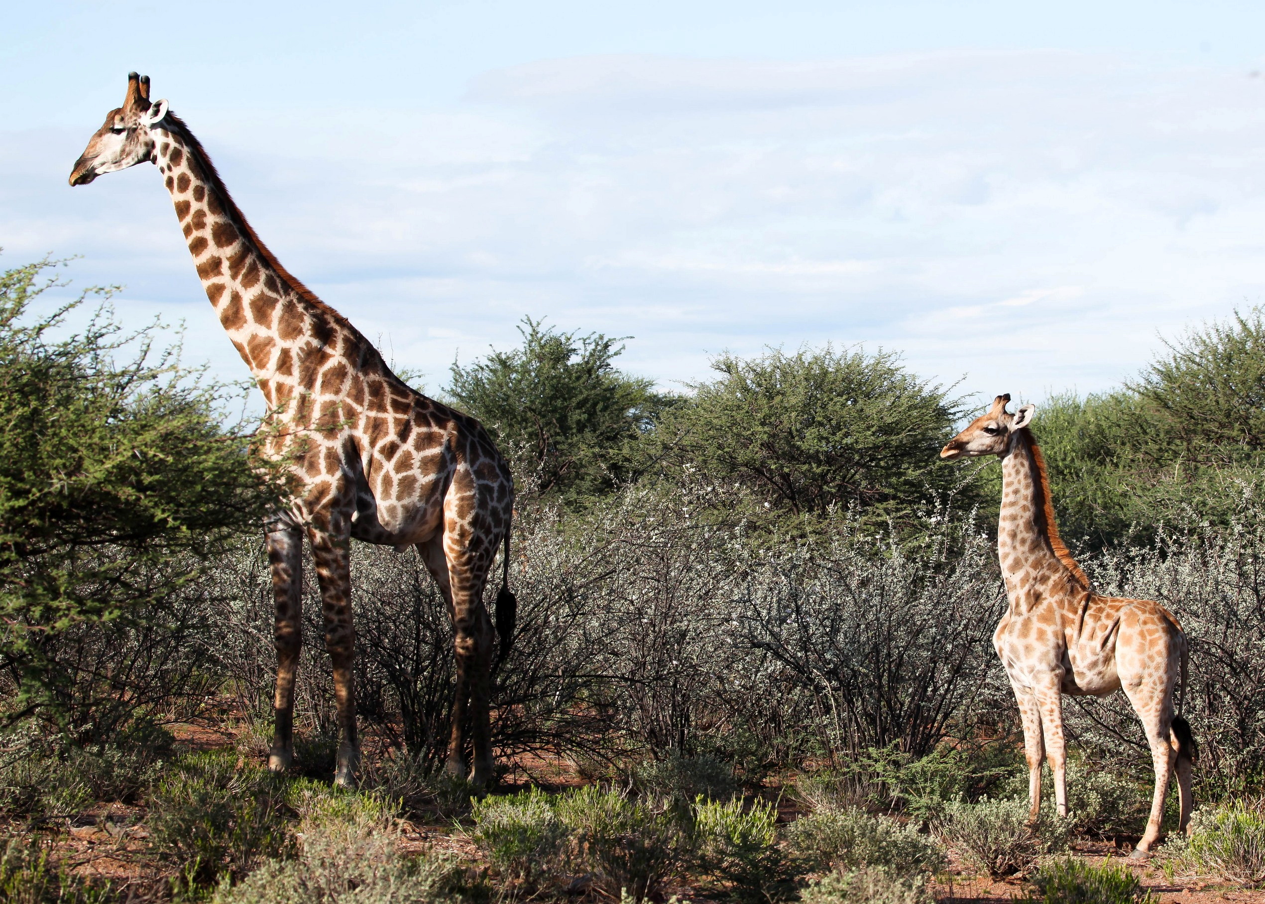 Científicos sorprendidos al descubrir dos jirafas enanas en Namibia y Uganda