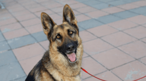 ¡Awww! El emotivo reencuentro entre una perra policía retirada y su entrenador (VIDEO)