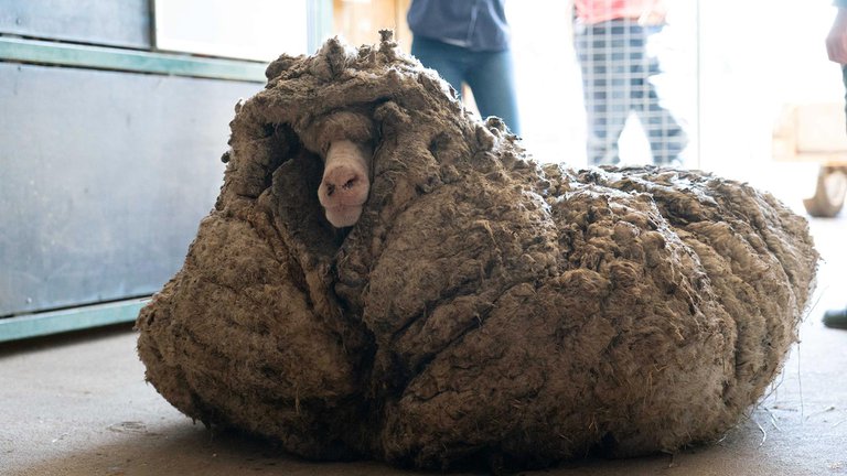 Hallaron a una oveja salvaje con 35 kilos de lana encima: estaba enferma y casi ciega
