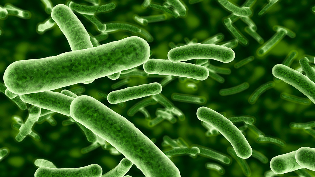 Descubren una bacteria que recurre a la mecánica cuántica para sobrevivir