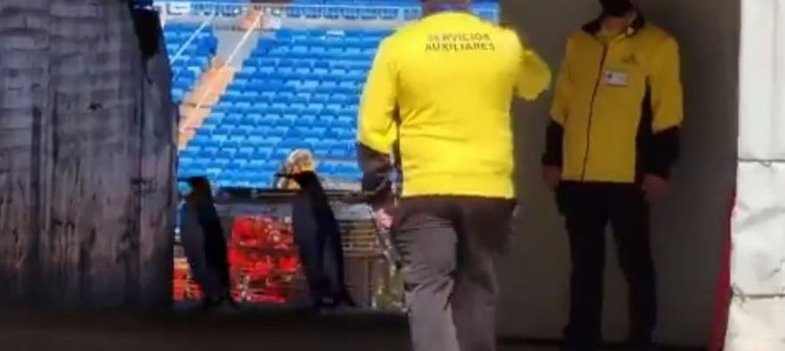 VIRAL: Captaron a dos pingüinos paseando en las obras del estadio Santiago Bernabéu (Video)