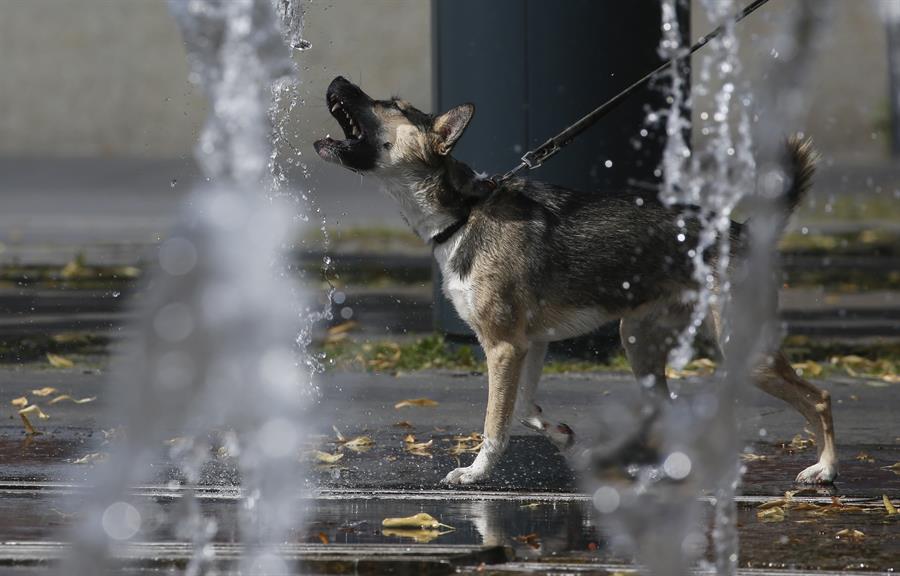 Rusia registra la primera vacuna anti-coronavirus para animales