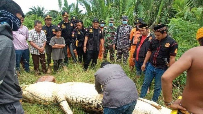 Un cocodrilo se traga a un niño de 8 años, los vecinos matan al reptil y extraen el cuerpo intacto del menor (Video)