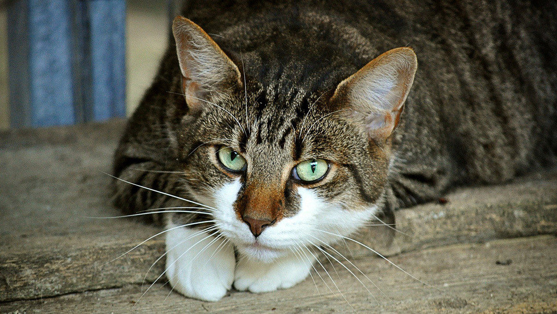 ¿Tu gato no maúlla? La curiosa característica poco conocida de los felinos