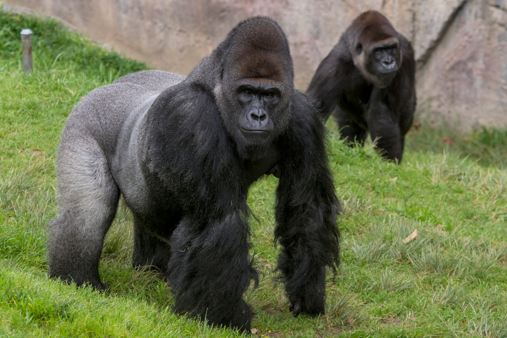 Gorilas del zoológico de San Diego recibieron la vacuna contra el Covid-19