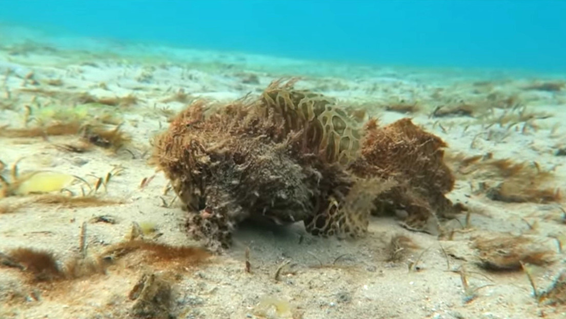 Captaron a una extraña pareja de peces peludos en el fondo de una laguna en Florida (Video)