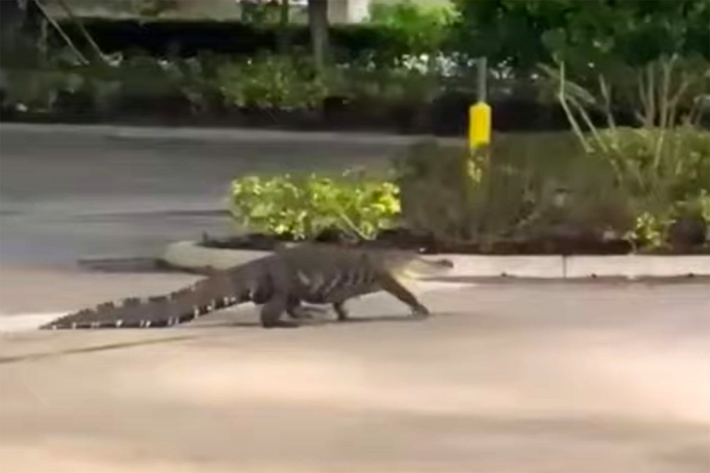 Captaron enorme caimán mientras paseaba en un estacionamiento de Florida (Video)