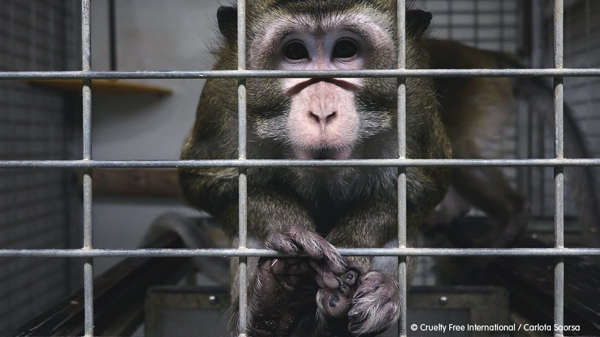 España investiga presunta crueldad en laboratorio de experimentación animal