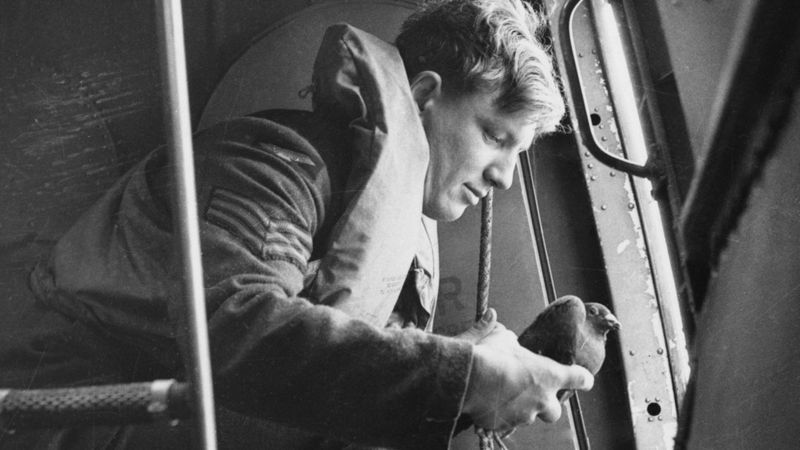 Columba: La operación con palomas mensajeras que espiaron a los nazis en la época más oscura de la Segunda Guerra Mundial