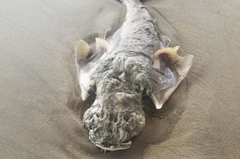 Se encontró con una misteriosa bestia marina mientras caminaba en una playa de EEUU