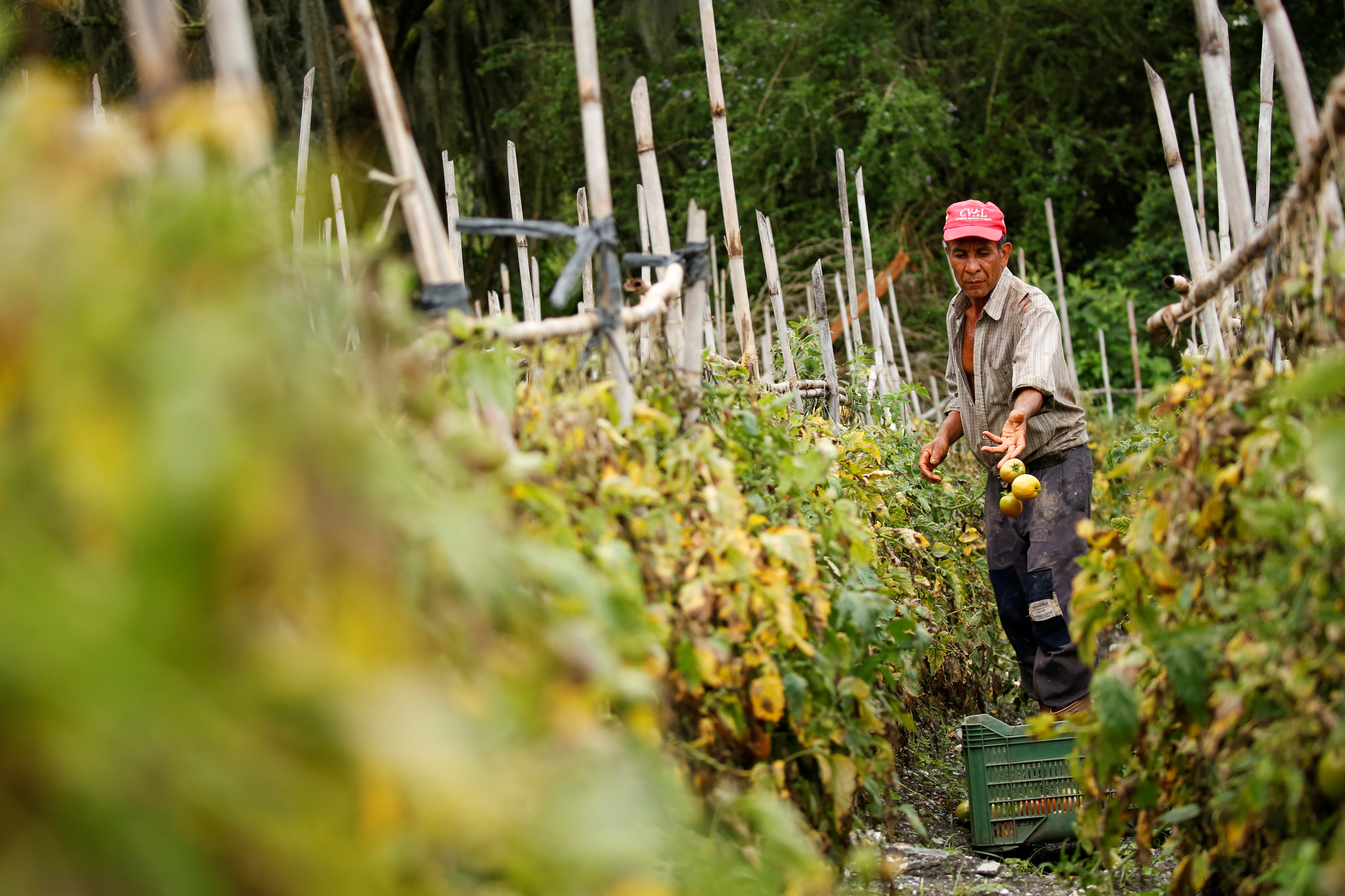 En Venezuela, los alimentos se pierden en el campo mientras la gente muere de hambre