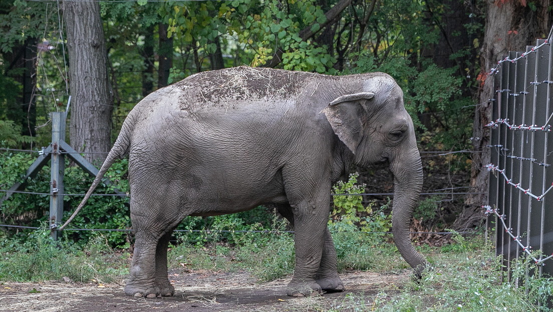 Happy podría ser el primer animal en EEUU en obtener la libertad reconocida legalmente