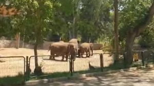 Elefantes formaron “escudo” alrededor de una cría para protegerla de misiles en Israel (VIDEO)
