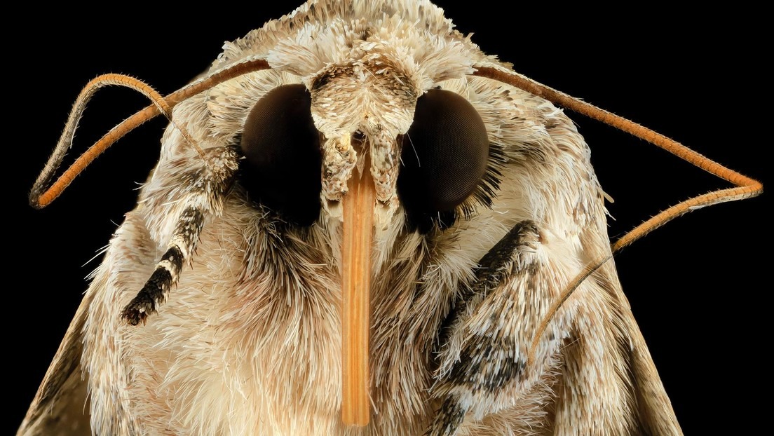 EN FOTOS: Hallan una polilla gigante, de las más pesadas del mundo y muy difícil de ver