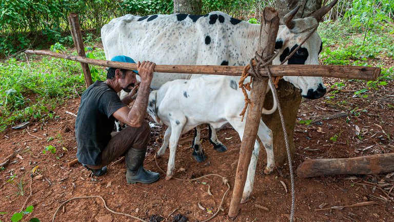 El drama de la comida en Cuba: En la isla solo hay tres problemas, desayuno, almuerzo y cena