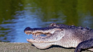 ¡Indignación en Florida! Sujeto mató a un caimán y destruyó su nido con un tractor