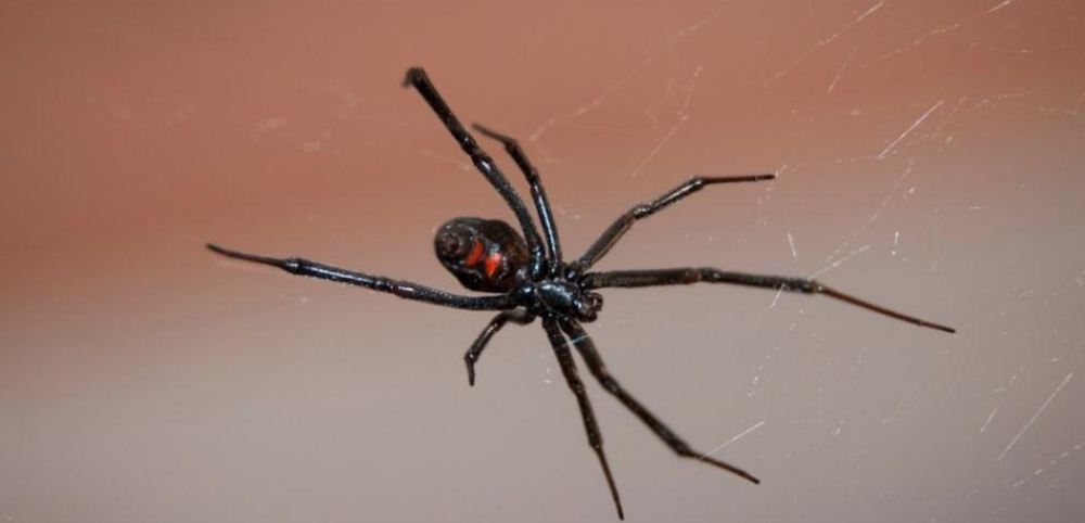 Agricultor en Lara fue mordido en la cabeza por una araña viuda negra