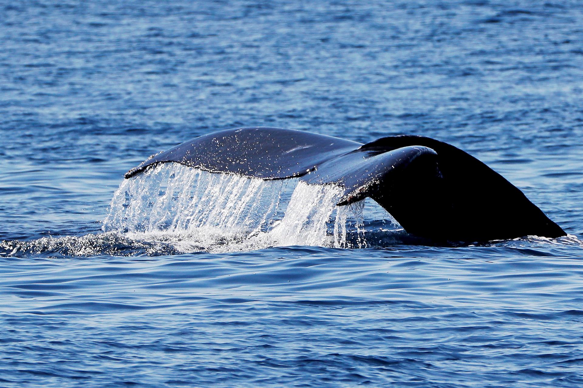 Video muestra por primera vez ballenas cazando mediante burbujas en Australia