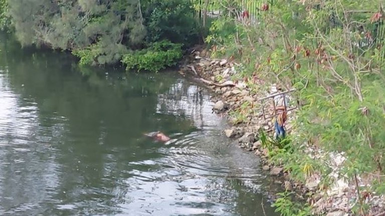 Imágenes sensibles: El momento en que un cocodrilo devoró a una mujer en México