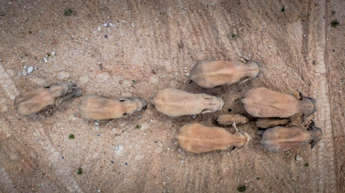 Misteriosa marcha de elefantes tiene en vilo a China: Causaron daños por un millón de dólares