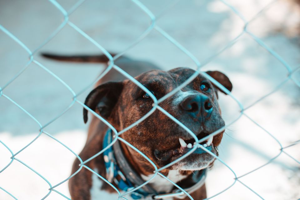 Hombre en silla de ruedas murió tras el ataque de sus pit bulls en Brooklyn