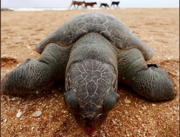 En Fotos: El “peor desastre” ecológico tras hundimiento de carguero en Sri Lanka